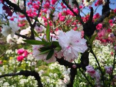 -南汇桃花村