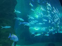 -北戴河圣蓝海洋公园