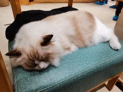 -藏猫猫咖啡主题馆(中央大道店)