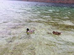 -柯尼希湖