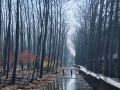 -合肥滨湖国家森林公园