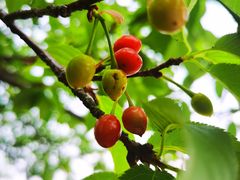 -天适樱花悠乐园