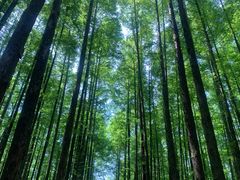 -山王坪喀斯特国家生态公园