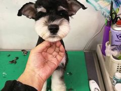 -爱宠屋pet shop·宠物洗澡·宠物美容