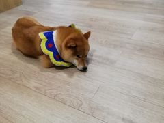 -柴迷FANS CLUB·柴犬狗咖·猫咖