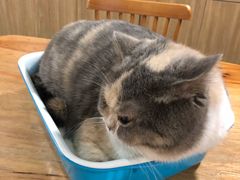 -藦茜花园宠物主题亲子互动体验馆(国顺东路店)