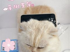 -喵的天空名猫咖啡馆·撸猫·猫舍·用品