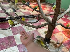 -上海大自然野生昆虫馆(东方明珠·爬宠昆虫探索中心)