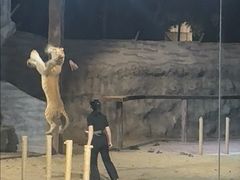 -清迈夜间动物园