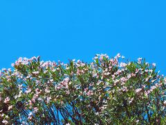 -银湖山郊野公园-相思林