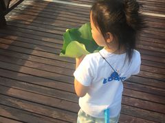 -荷塘月色湿地公园·向阳花洲