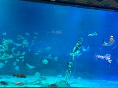 -烟台海昌鲸鲨海洋公园