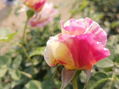 -人民公园(罗湖区)