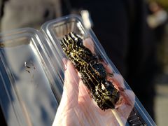 -豆政(金閣寺境内売店)