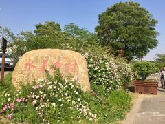 -大塘金香草谷