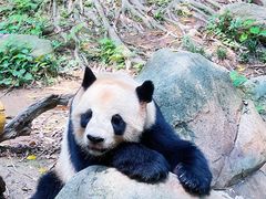-广州长隆野生动物世界