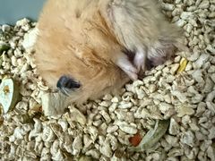 -瑞派·关忠动物医院·异宠专科·犬猫肿瘤·皮肤专科(望京店)