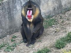 -大连森林动物园