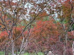 -广州市帽峰山景区