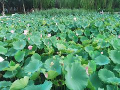 -莲花池公园