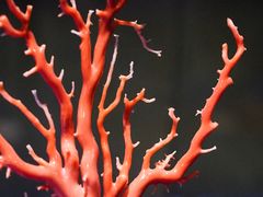 -绮丽珊瑚(台北101旗舰门市店)