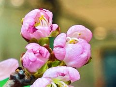 -陆家嘴中心绿地