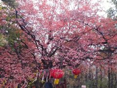 -神农山景区