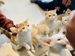 -飞行喵MR PILOT|猫舍·猫咖(静安大融城店)