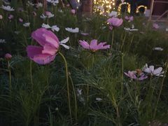 -悦见花开·花园里的火锅·露营·下午茶