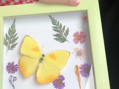 -上海大自然野生昆虫馆