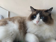 -Catmate·猫肥家润(金润铂宫店)