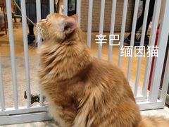 -藏猫猫咖啡主题馆(中央大道店)