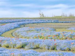 -上海滨江森林公园