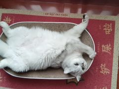 -猫大福·Fortune Cat猫舍(百子湾店)