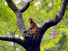 -黔灵山公园