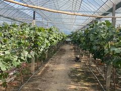 -马陆小张葡萄园农家乐