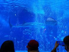 -烟台海昌鲸鲨海洋公园