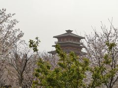 -古柏渡丰乐樱花园