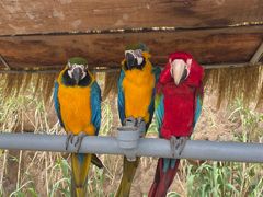 -西霞口神雕山野生动物世界