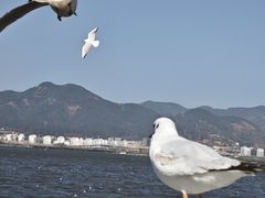 -海埂大坝