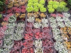 -秦美花卉(天朗·莱茵小城2期店)