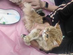 -北京观赏动物医院·24小时大型综合·猫专科·异宠专科