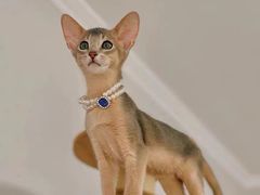 -猫十亿·布偶金渐层·曼基康矮脚猫舍(青年路店)