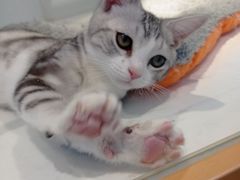 -龟与熊猫宠物公园(南坪店)