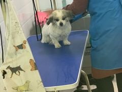 -圣宠动物医院·犬猫专科·影像中心·外科中心