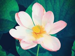 -上海滨江森林公园