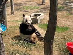 -西霞口神雕山野生动物世界