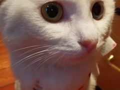 -纳吉亚猫专科动物医院博雅分院