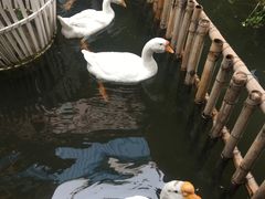 -鹅城