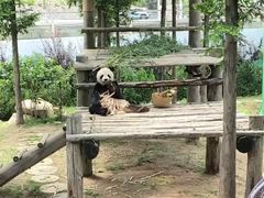 -西霞口神雕山野生动物世界